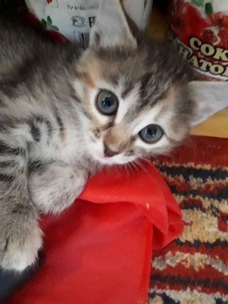 Котята в Перми фото 8