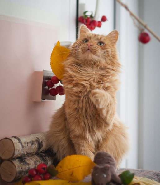Рыжий кот Желточек в добрые руки в Москве фото 4
