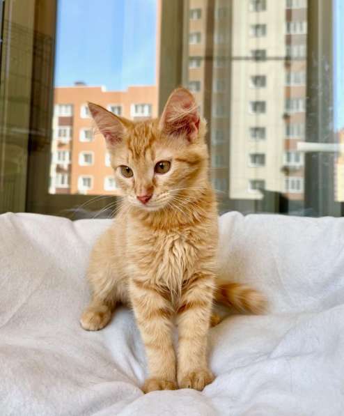 Яркий, рыжий котенок Морковкин в добрые руки в Москве фото 3