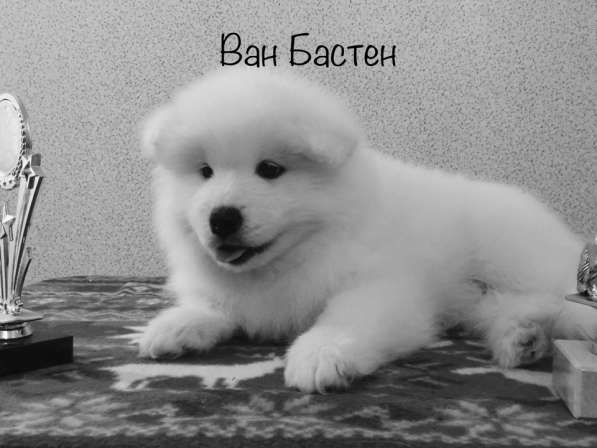 МИЛЫЕ САМОЕДЫ в Перми фото 6