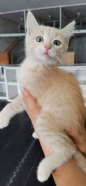 Персикового котенка отдадим в добрые заботливые руки в фото 5