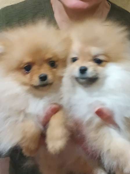 Маленькие живые мишки девочки 3месяца