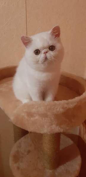 МЕГА ласковый экзотический котенок в состоятельную семью в Вологде фото 10