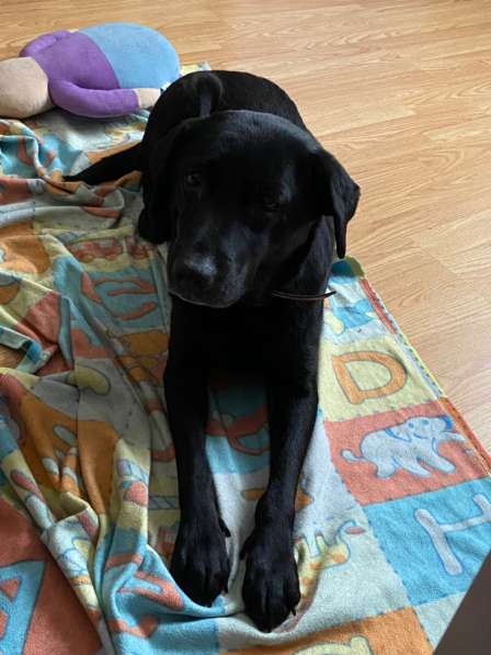 Лабрадор в добрые руки в Москве фото 5