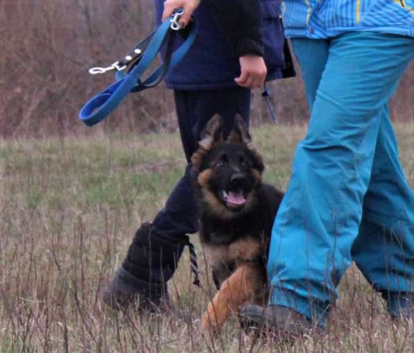 Щенки овчарки Питомник в фото 45