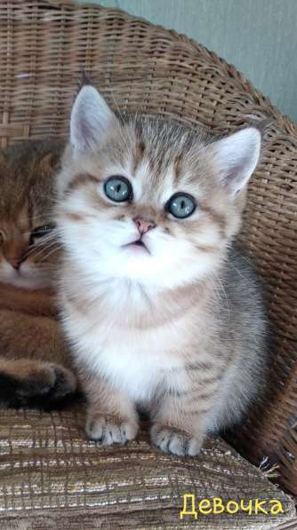 Британские золотые шиншиллы в Химках фото 15