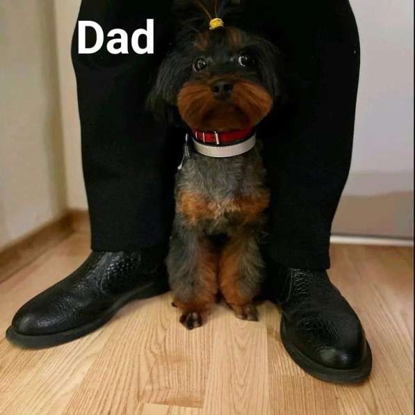 Villakoiran Pennut в фото 7