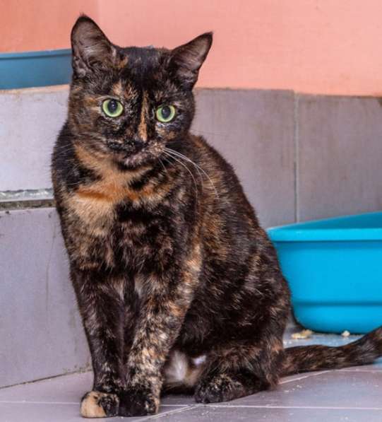 Котенок в добрые руки. Крошка пеструшка в Калуге фото 45