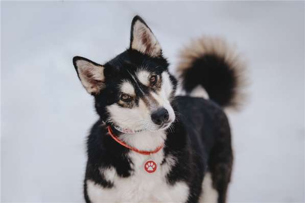 Супер-собака Урса в добрые руки! в Москве фото 20