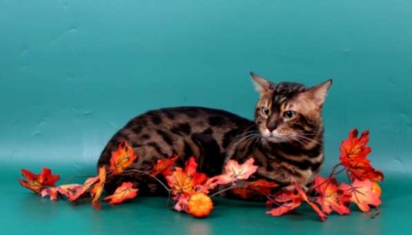 Вязка-Бенгальский кот с красивой розеткой