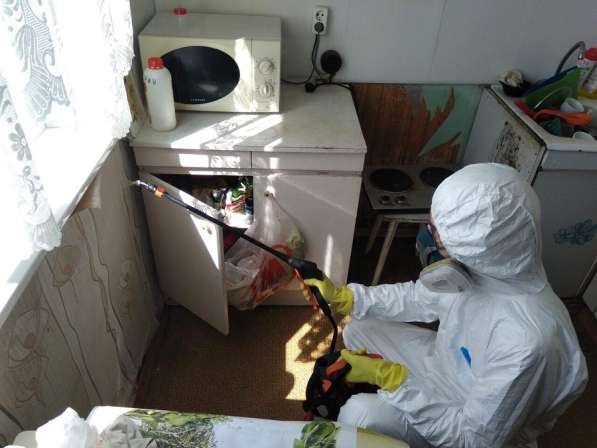 Уничтожим тараканов или вернем деньги в Москве фото 3