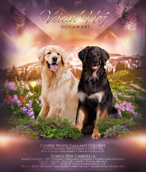 Щенок ХОВАВАРТА в Москве фото 5