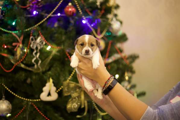 Щенки Джек Рассел терьер от титулованных родителей в Смоленске фото 15