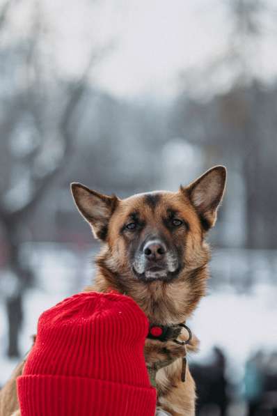 Активный пёсик в Москве фото 8