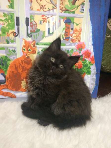 Котята мейн-кун в Санкт-Петербурге фото 5