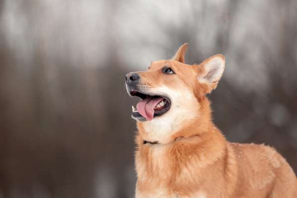 Рыжая лисичка Белла в добрые руки в Москве фото 10