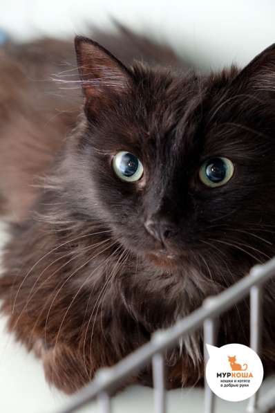 Нутелла - сладкое имя