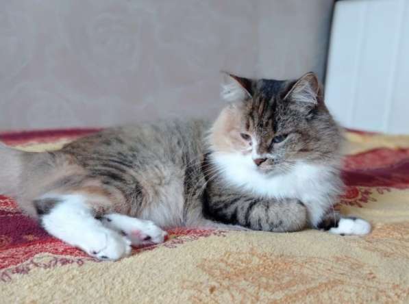 Оставленная хозяевами кошка Алиса ищет дом в Москве фото 5