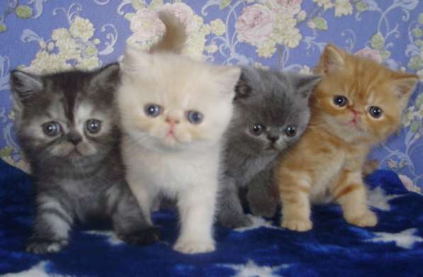 Экзотические котята в фото 4
