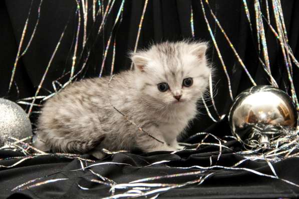 Шотландские котята в фото 15