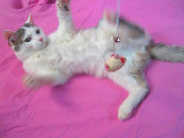 Анатолийская кошка, белая с серыми тигровыми полосами
