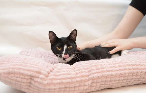 9 мес кошечка Пайпер-истинное совершенство, ищет семью! в Москве фото 9