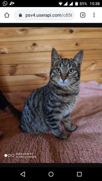 Котенок Бася ищет дом! в Москве фото 3