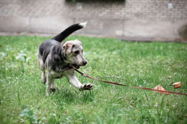 Мягкая Лея - собака с удивительной шерсткой в Санкт-Петербурге фото 8