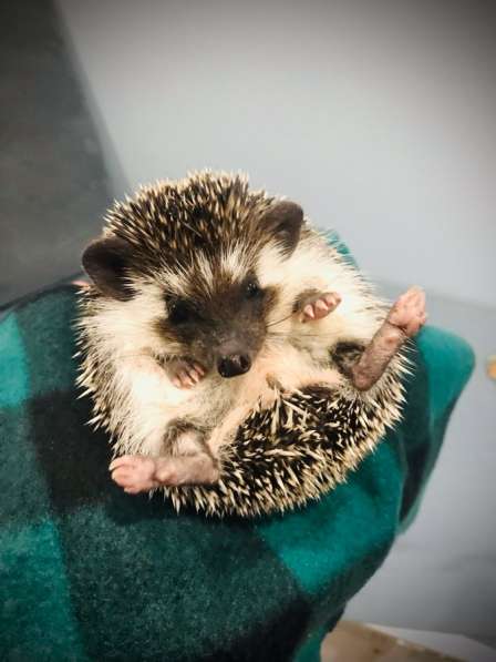 Ёжик африканский карликовый в Москве фото 4