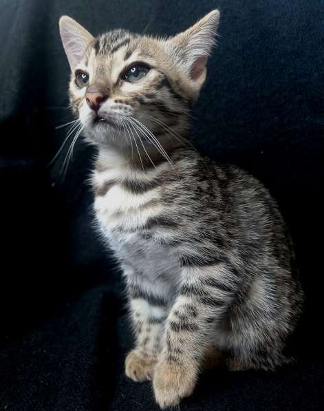 Bengal kitten f2 from Asian leopard cat