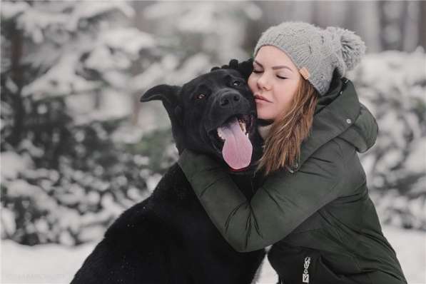 Крупный пёс Дамир в добрые руки в Москве фото 6