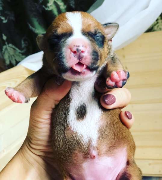 Щенки Американского Стаффордширского терьера в Санкт-Петербурге фото 12