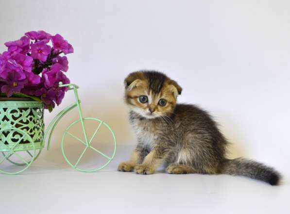 Шотландские котята, цена снижена в Москве фото 14