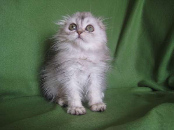 Котик - маленький НЛОшка в Казани