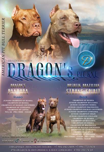 Щенки питбуля от импортного производителя в Санкт-Петербурге