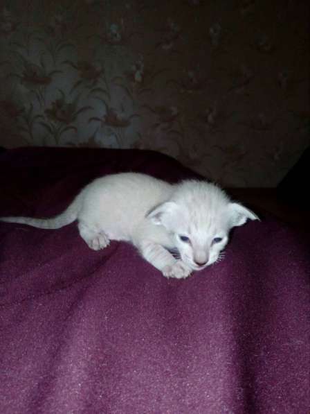 Ориентальные котята в фото 22