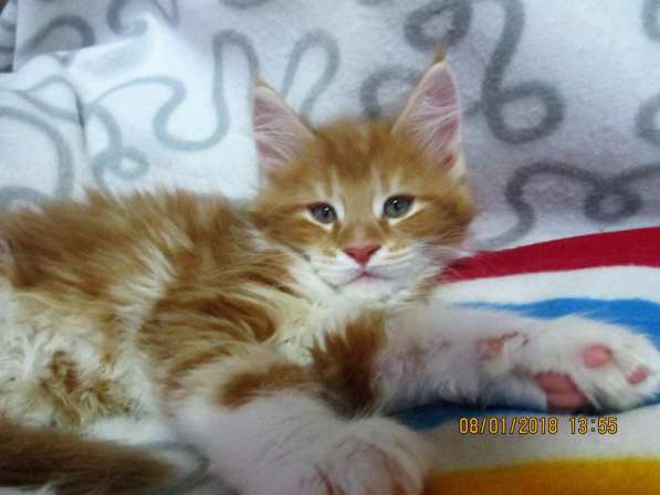 Красотка кремового солидного окраса из питомника Arktur в Тюмени фото 39