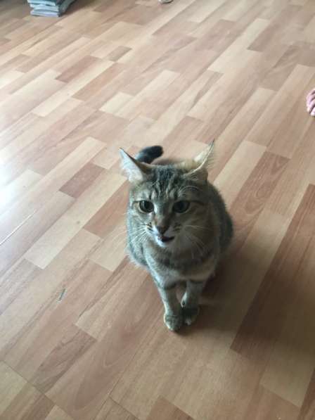 Котята бесплатно в Твери фото 5