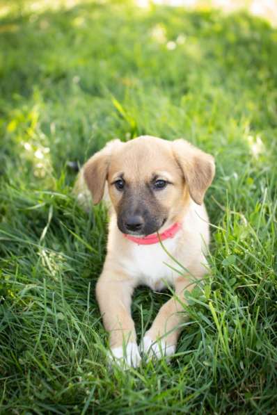 Маленькие щенки мечтают обрести дом!!! в Москве фото 7