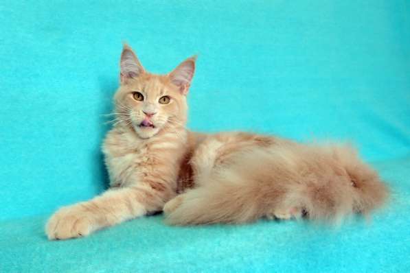 Апельсинки к Новому Году в Рязани фото 68