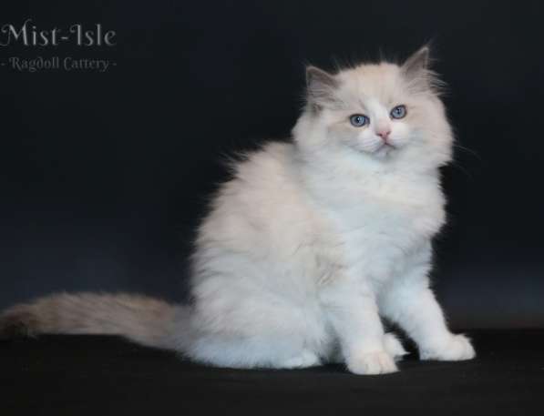 Котята рэгдолл в Санкт-Петербурге фото 7