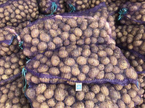 Гринполь-поставки свежих фруктов, овощей, грибов, орехов в Москве