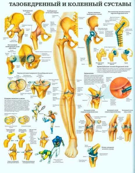 Анатомия. Учебные плакаты (комплект 40 плакатов) в фото 5