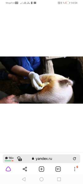 Кастрация свиней и забой выезд