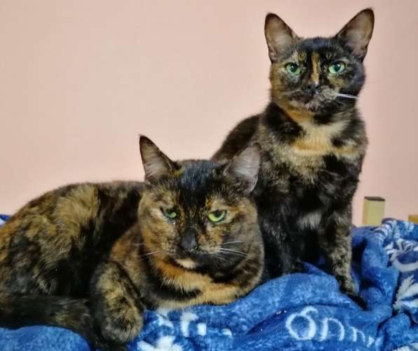 Котенок в добрые руки. Крошка пеструшка в Калуге фото 41