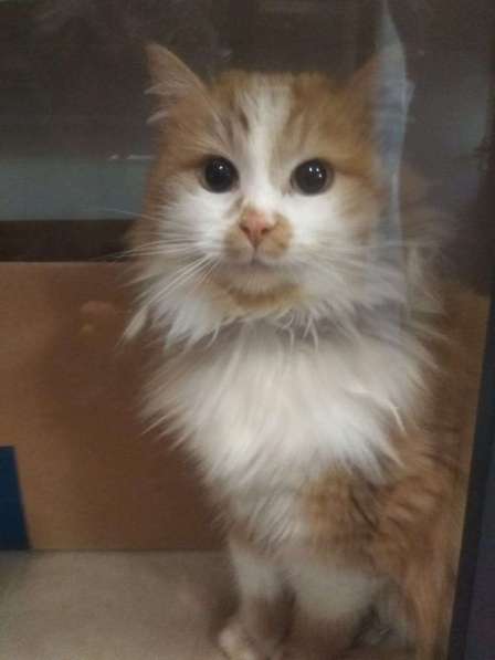 Солнечная кошка Милочка в Москве фото 43