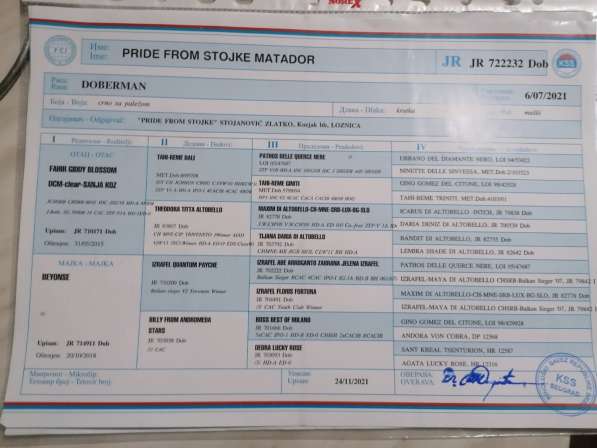 Доберман щенки в 