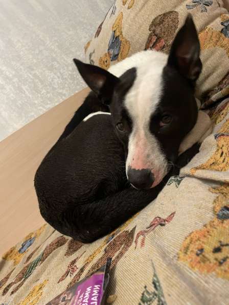 Стаффорд в Ростове-на-Дону фото 3