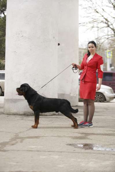 Предлагаю услуги дрессировки собак и подготовки к выставкам в Таганроге