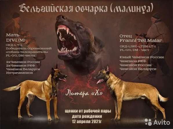 Шикарные парни Малинуа Бельгийской овчарки резерв в Железнодорожном